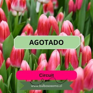 Bulbos de Tulipanes Circuit