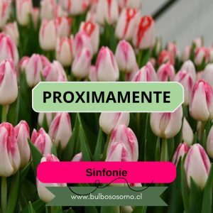 Pack Bulbos de Tulipanes Sinfonie