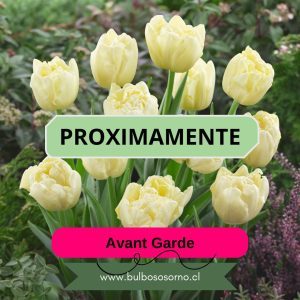 Pack Bulbos de Tulipanes Avant Garde