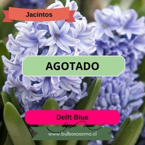 Bulbos de Jacintos Delft Blue