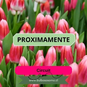 Pack Bulbos de Tulipanes Circuit