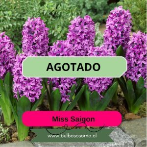 Bulbos de Jacintos Miss Saigon