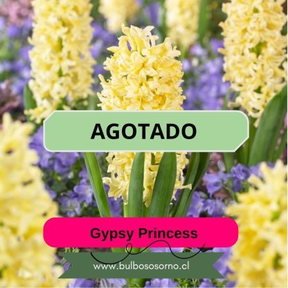 Bulbos de Jacintos Gypsy Princess
