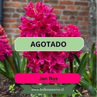 Bulbos de Jacintos Jan Bos