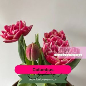 Pack Bulbos de Tulipanes Columbus