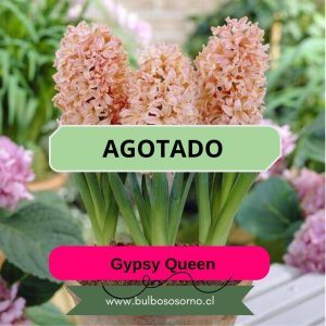 Bulbos de Jacintos Gypsy Queen