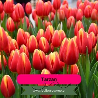 Bulbos de Tulipanes Tarzan