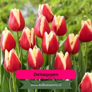 Pack Bulbos de Tulipanes Deltaqueen