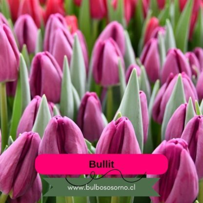 Bulbos de Tulipanes Bullit
