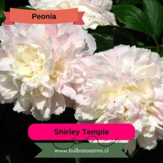 Rizoma de Peonía Shirley Temple 3-5 Yemas
