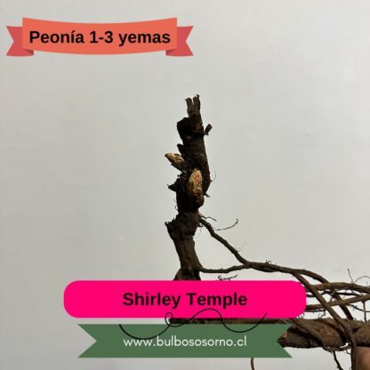 Rizoma de Peonía Shirley Temple 1-3 Yemas (Pequeño) - Imagen 2
