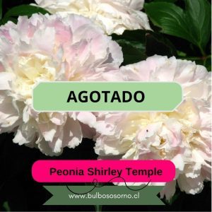 Rizoma de Peonía Shirley Temple 3-5 Yemas