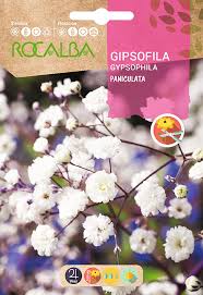 Semillas Rocalba Gipsophila Paniculata Blanca