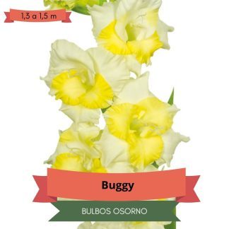 Cormos de Gladiolo Buggy