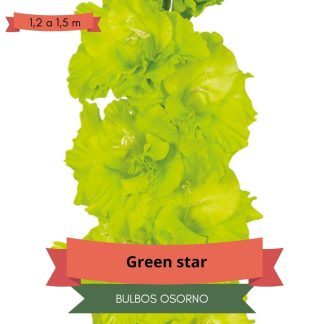Cormos de Gladiolo Green Star