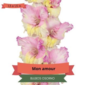 Cormos de Gladiolo Mon Amour