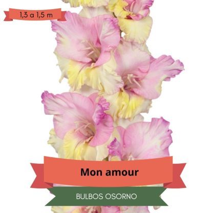 Cormos de Gladiolo Mon Amour