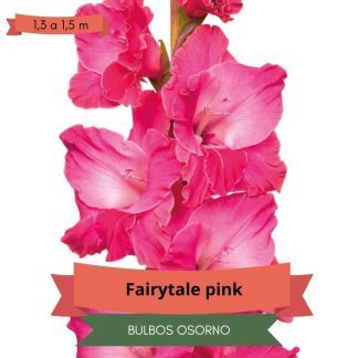 Cormos de Gladiolo Fairytale Pink