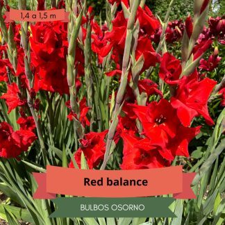 Cormos de Gladiolo Red Balance
