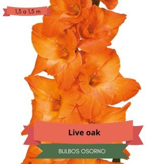 Cormos de Gladiolo Live Oak