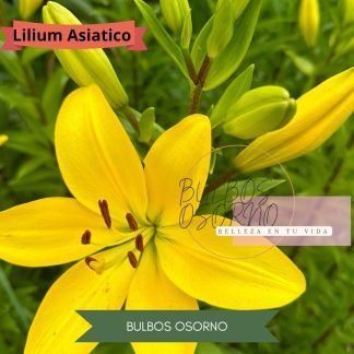 Bulbos de Lilium Asiático Amarillo