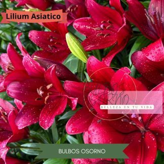 Bulbos de Lilium Asiático Rojo