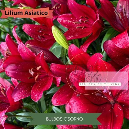 Pack Bulbos Lilium Asiáticos - Imagen 6