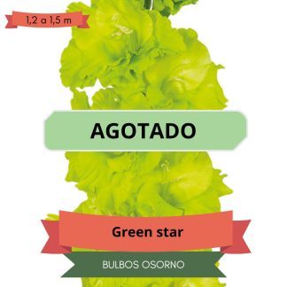 Cormos de Gladiolo Green Star