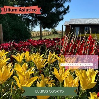 Pack Bulbos Lilium Asiáticos