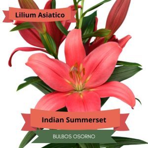 Bulbos de Lilium Asiático Rosado