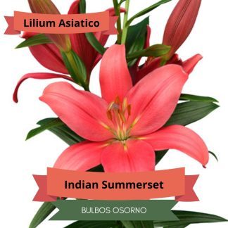 Bulbos de Lilium Asiático Rosado