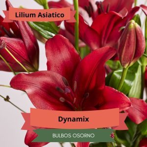 Bulbos de Lilium Asiático Rojo