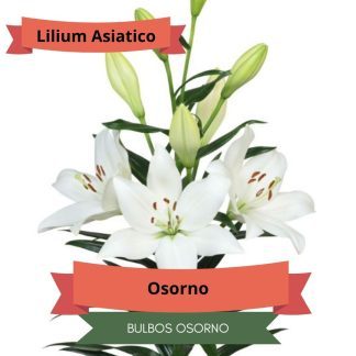 Bulbos de Lilium Asiático Blanco
