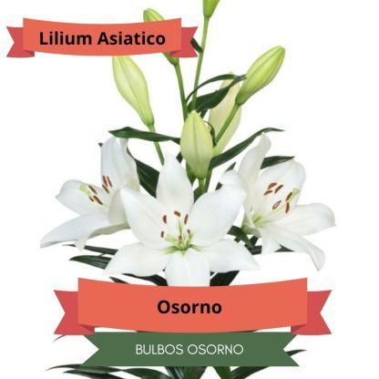 Pack Bulbos Lilium Asiáticos - Imagen 4