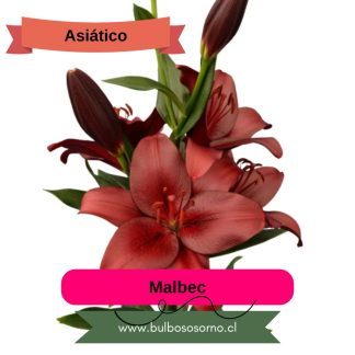 Bulbos de Lilium Asiático Rojo PREVENTA