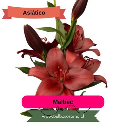 Bulbos de Lilium Asiático Rojo PREVENTA