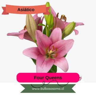 Bulbos de Lilium Asiático Rosado PREVENTA