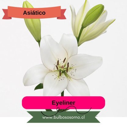 Bulbos de Lilium Asiático Blanco PREVENTA