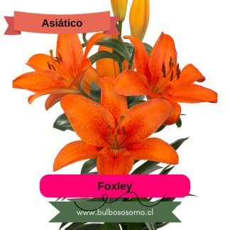 Bulbos de Lilium Asiático Naranjo PREVENTA