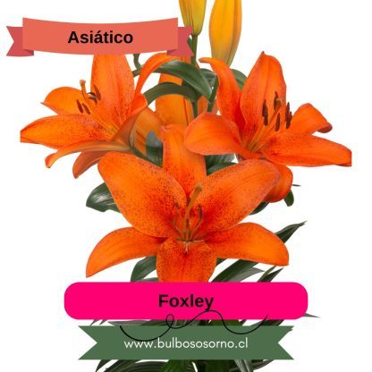 Pack Bulbos Lilium Asiáticos PREVENTA - Imagen 4