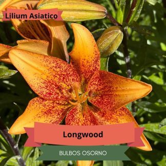 Bulbos de Lilium Asiático Longwood
