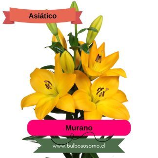 Bulbos de Lilium Asiático Amarillo PREVENTA