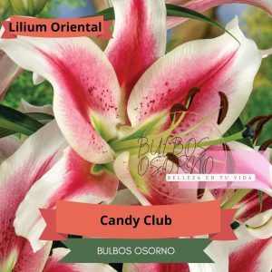 Bulbos de Lilium Oriental Candy club