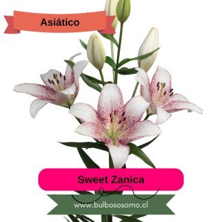 Bulbos de Lilium Asiático Sweet Zanica PREVENTA