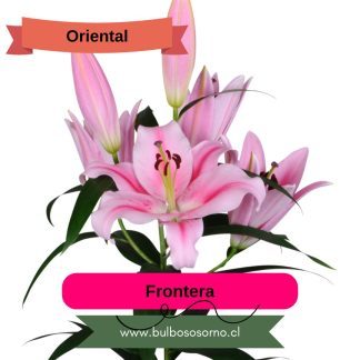 Bulbos de Lilium Orientales PREVENTA