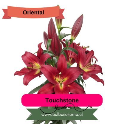 Bulbos de Lilium Orientales PREVENTA - Imagen 3