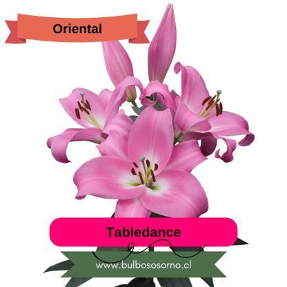 Bulbos de Lilium Orientales PREVENTA - Imagen 2