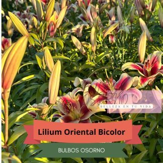 Bulbos de Lilium Oriental