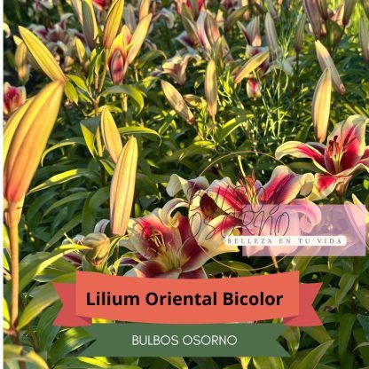 Bulbos de Lilium Oriental