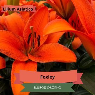 Bulbos de Lilium Asiático Naranjo